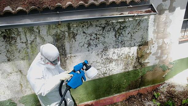 Trusted Attic Mold Removal service in Salix, PA - Cheap Mold Removal